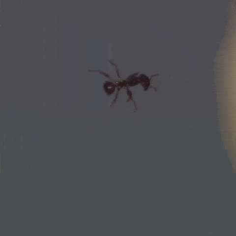 levitating ant