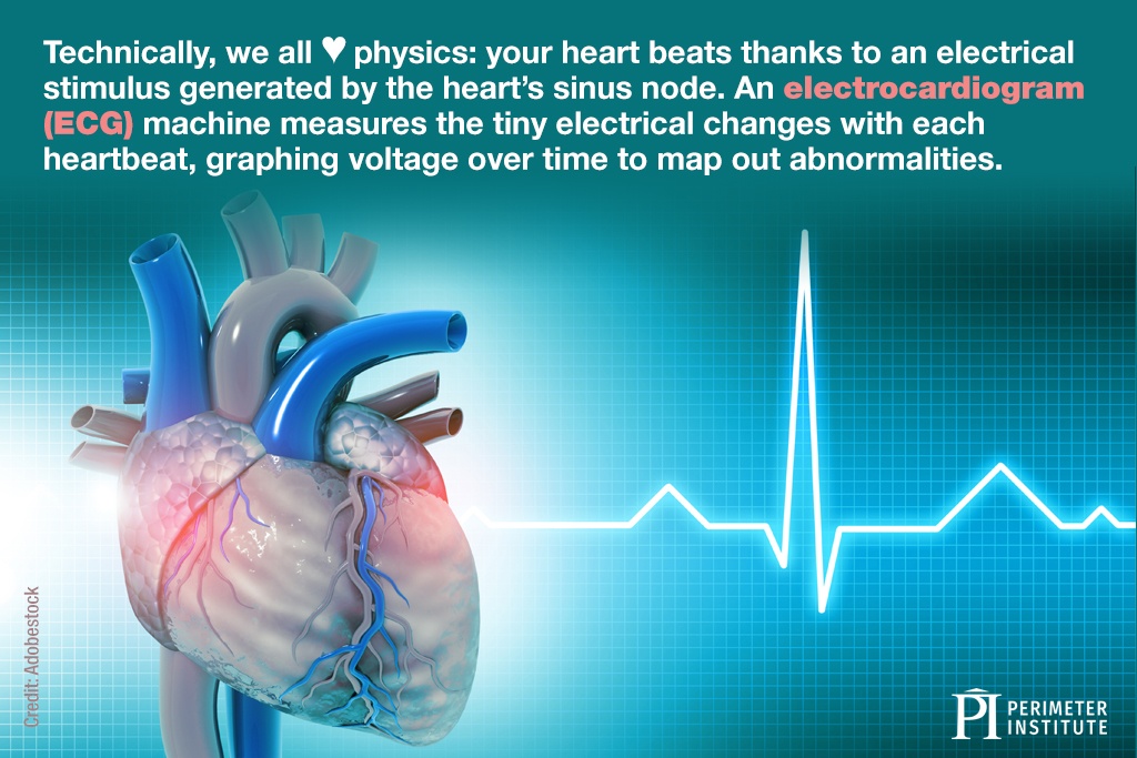 La physique est au cœur du corps humain : les battements cardiaques sont dus à des stimulus électriques produits par le nœud sinu-atrial. Un électrocardiographe (ECG) mesure les minuscules modifications électriques qui surviennent à chaque battement du cœur. Il produit des graphes de la tension électrique en fonction du temps, qui permettent de détecter d’éventuelles anomalies.