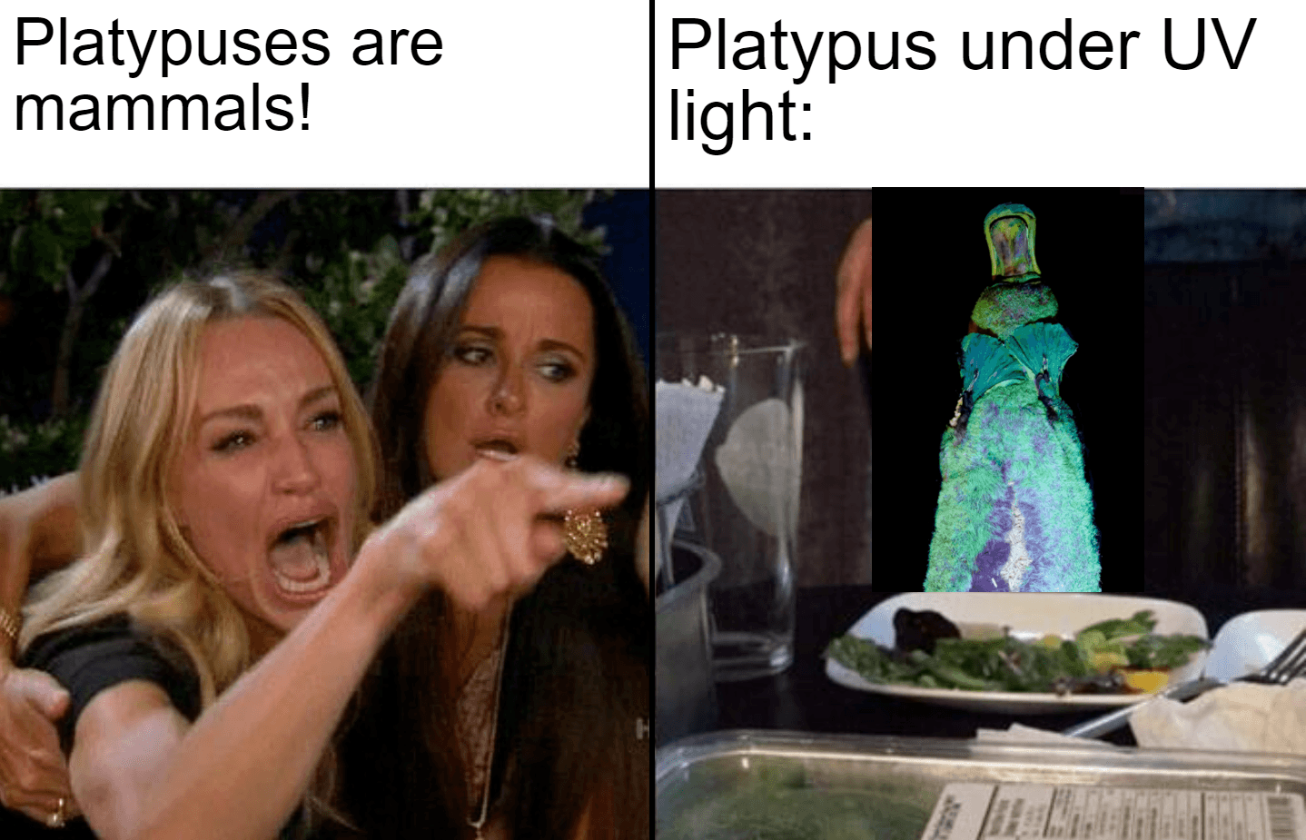 A play on the "woman yelling at cat" meme: A woman yells "platypuses are mammals!" in one panel, and the platypus glowing under UV light is shown in the second panel