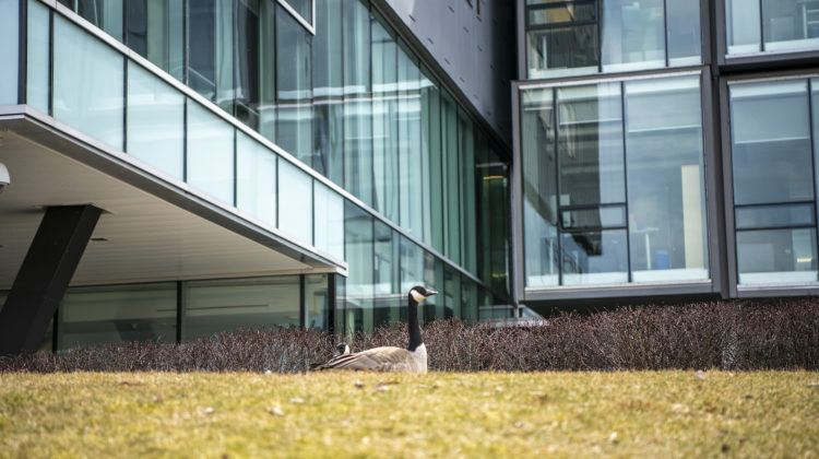 Close up shot of a Canadian goose on a bank of grass with glass building in the background